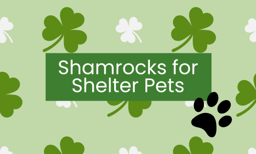 Shamrocks for Shelter Pets